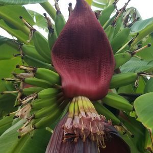 Meet your Posher, Darla